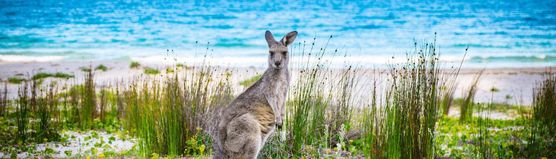 Crociere in Australia e Sud Pacifico